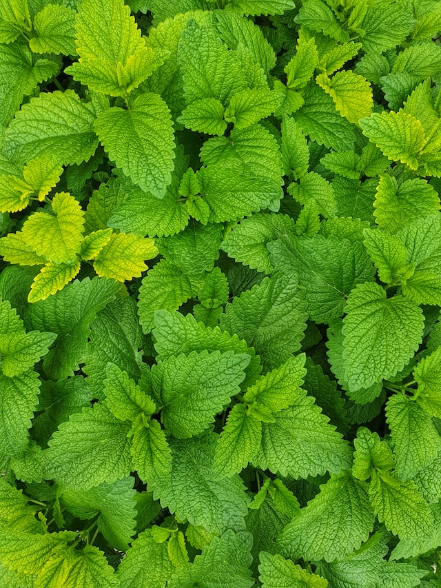 Mėtos